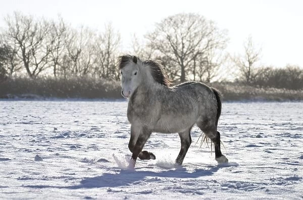 Pony in Snow Norfolk UK