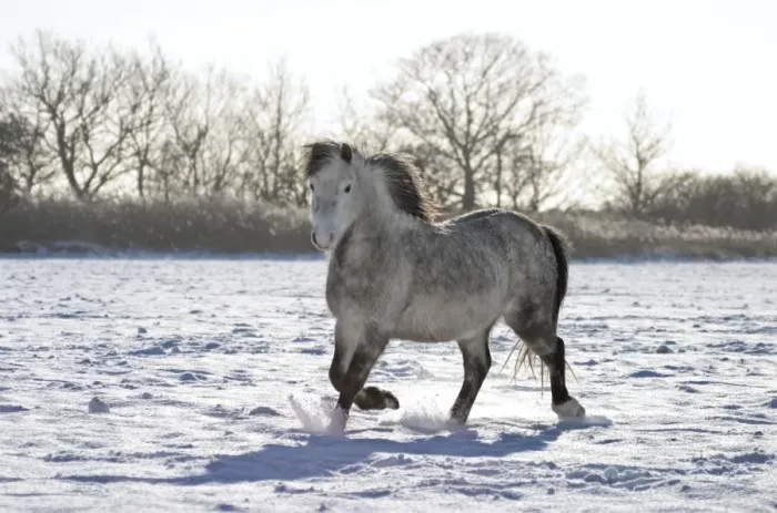 Framed Print : Pony in Snow Norfolk UK Framed Print : Pony in Snow Norfolk UK