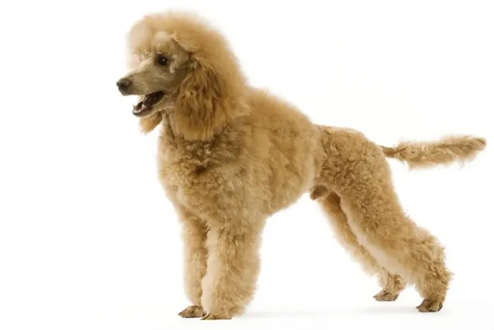 Framed Print : Poodle - Abricot. (French: Caniche Moyen Abricot) Framed Print : Poodle - Abricot. (French: Caniche Moyen Abricot)