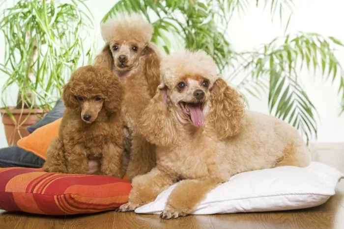 Framed Print : Poodle - three - apricot colour Framed Print : Poodle - three - apricot colour