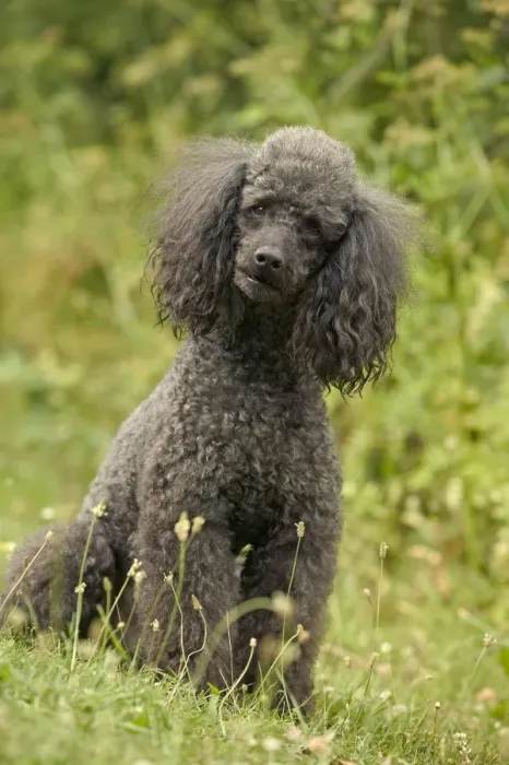 Framed Print : Poodle Dog Framed Print : Poodle Dog