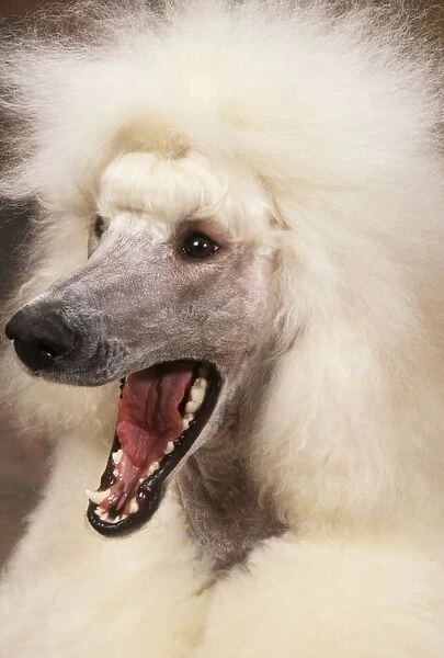 Poodle Dog Showing teeth