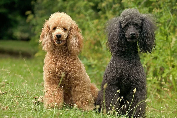Poodle Dogs