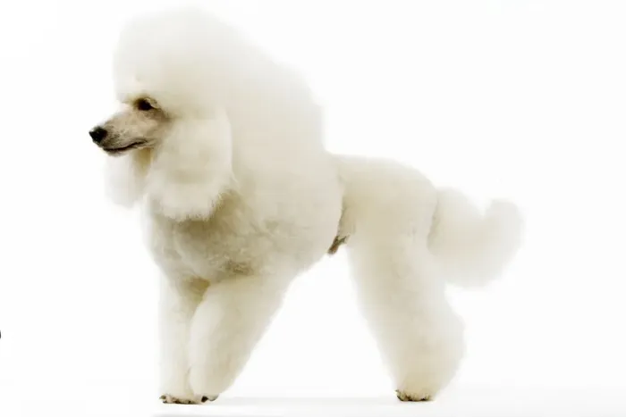 Framed Print : Poodle - white. (French: Caniche Moyen) Framed Print : Poodle - white. (French: Caniche Moyen)