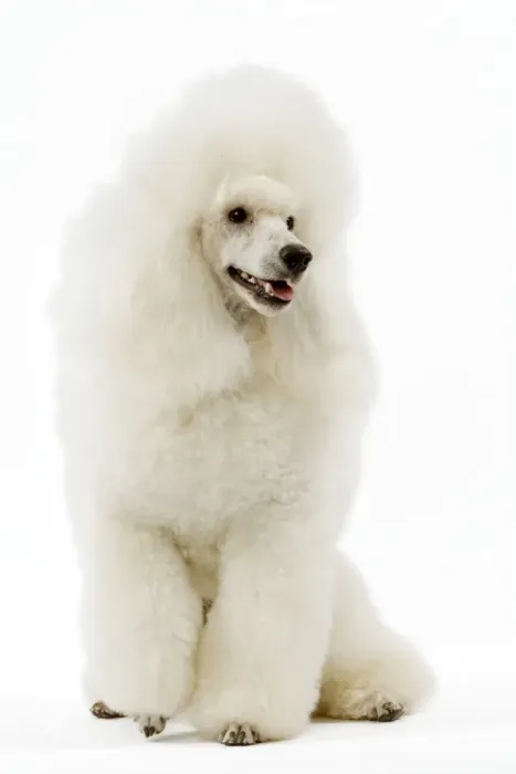 Framed Print : Poodle - white. (French: Caniche Moyen) Framed Print : Poodle - white. (French: Caniche Moyen)