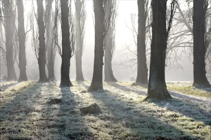 Framed Print : Poplar Avenue - with frost in December sunhine. The pathway leads from Sissinghurst Castle Garden to The Roundshill Park Wood on the estate. Kent. UK Framed Print : Poplar Avenue - with frost in December sunhine. The pathway leads from Sissinghurst Castle Garden to The Roundshill Park Wood on the estate. Kent. UK