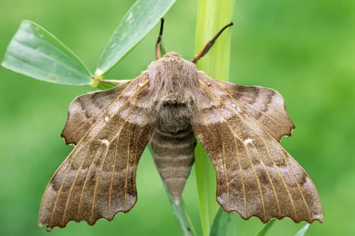 Framed Print : Poplar Hawk-moth Framed Print : Poplar Hawk-moth