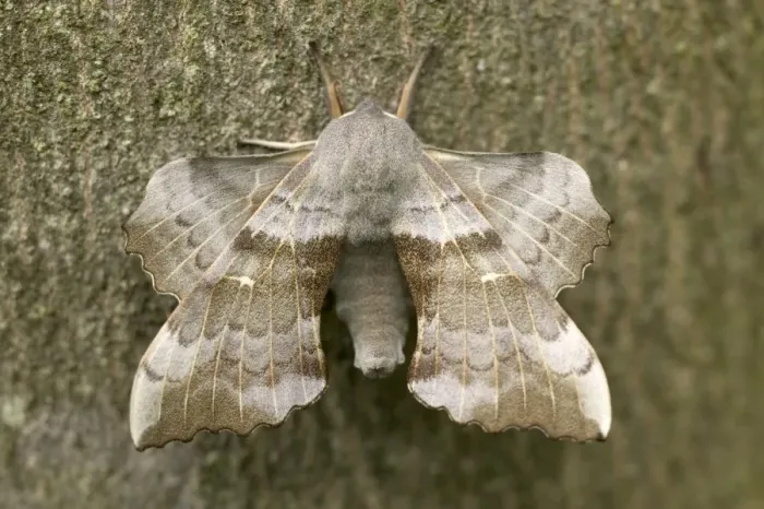 Framed Print : Poplar Hawk-moth - on bark Framed Print : Poplar Hawk-moth - on bark