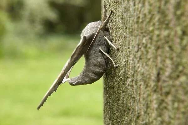 Poplar Hawk-moth - on bark