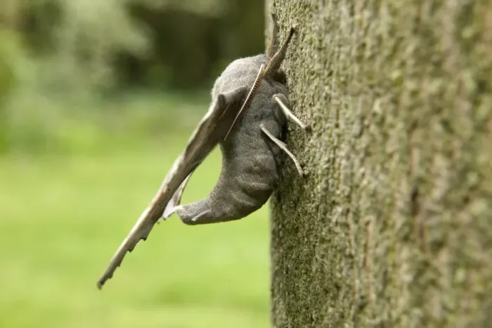 Framed Print : Poplar Hawk-moth - on bark Framed Print : Poplar Hawk-moth - on bark