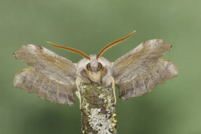 Framed Print : Poplar Hawk Moth - Essex, UK IN000940 Framed Print : Poplar Hawk Moth - Essex, UK IN000940