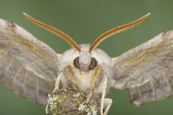 Poplar Hawk Moth - Essex, UK IN000941