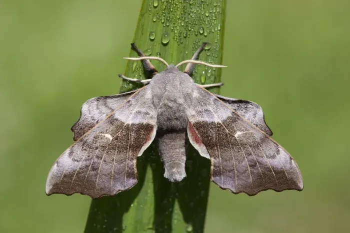 Framed Print : Poplar Hawkmoth - Cornwall - UK Framed Print : Poplar Hawkmoth - Cornwall - UK