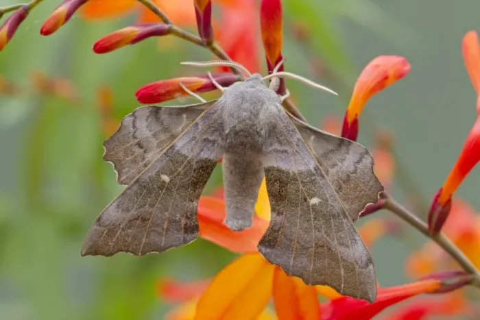 Framed Print : Poplar Hawkmoth - on Crocosmia flower - UK Framed Print : Poplar Hawkmoth - on Crocosmia flower - UK
