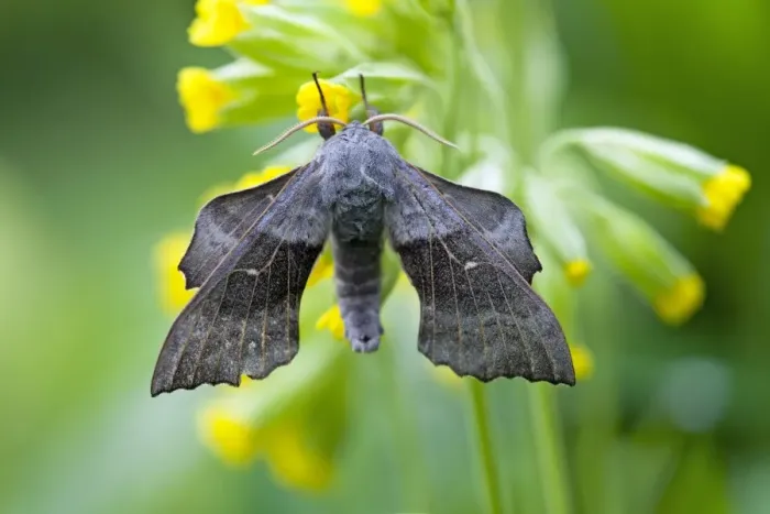 Framed Print : Poplar Hawkmoth - resting on flower in garden - Lower Saxony - Germany Framed Print : Poplar Hawkmoth - resting on flower in garden - Lower Saxony - Germany