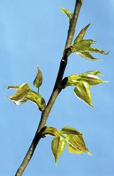 Poplar - leaf