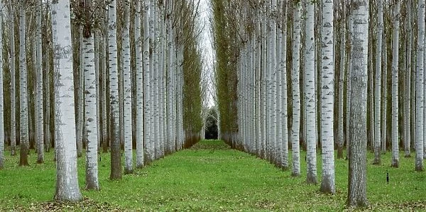 Poplar plantation, Wangaratta, northern Victoria, Australia JLR07665