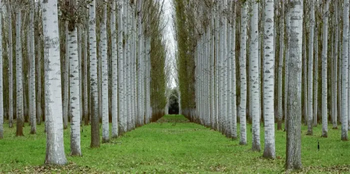 Framed Print : Poplar plantation, Wangaratta, northern Victoria, Australia JLR07665 Framed Print : Poplar plantation, Wangaratta, northern Victoria, Australia JLR07665