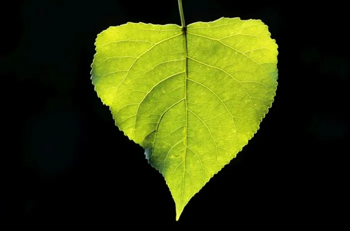 Framed Print : Poplar Tree - leaf Framed Print : Poplar Tree - leaf