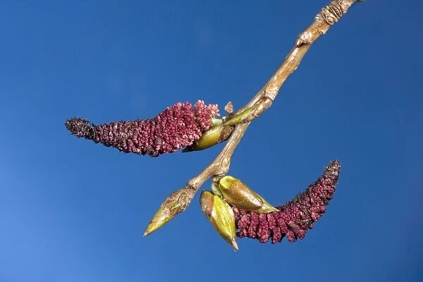 Poplar Tree - male catkins