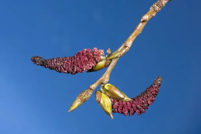 Framed Print : Poplar Tree - male catkins