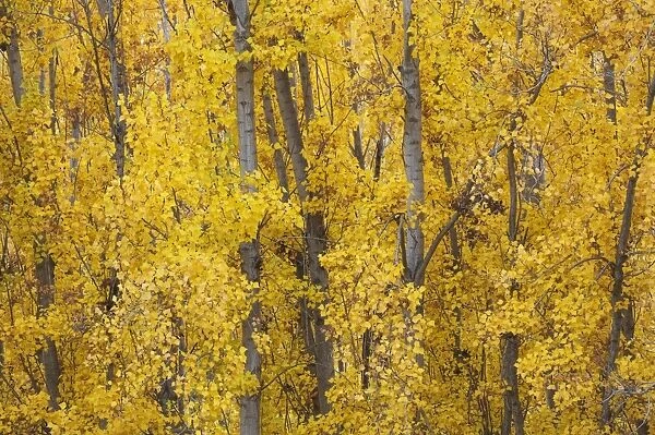 Poplar trees in autumnal colours near the town of Guad