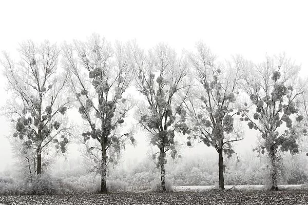 Poplar Trees - covered in frost with mistletoe. Alsace - France