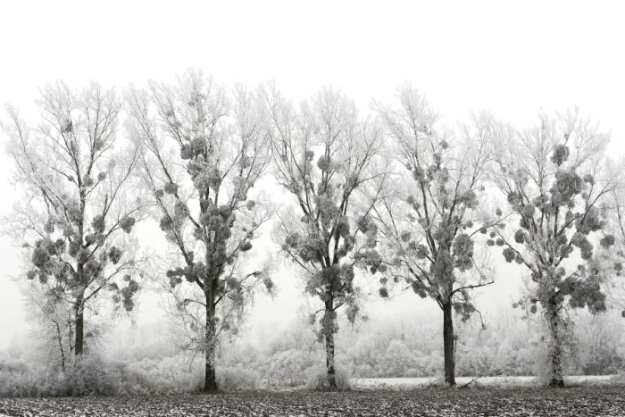 Framed Print : Poplar Trees - covered in frost with mistletoe. Alsace - France Framed Print : Poplar Trees - covered in frost with mistletoe. Alsace - France