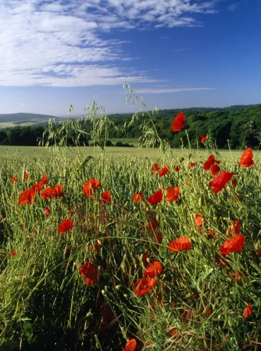 Framed Print : Poppies - arable weed field Ranscombe farm, Kent, UK Framed Print : Poppies - arable weed field Ranscombe farm, Kent, UK