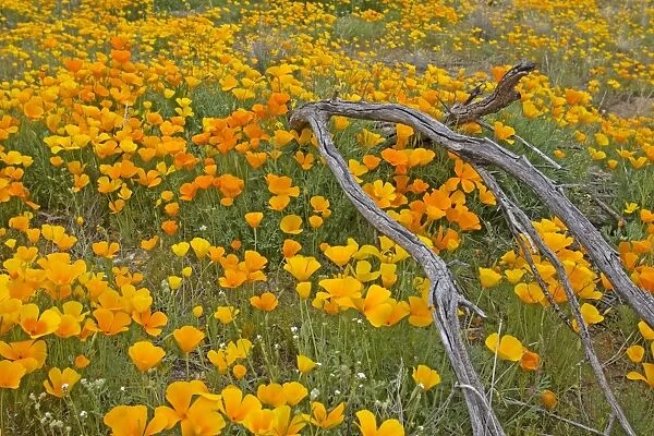 Poppies - blooming in desert - March - Catalina Arizona - USA