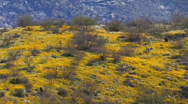 Poppies - blooming in desert - March - Catalina Arizona - USA