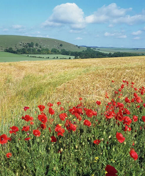 Poppies - & corn field South Downs, Sussex, UK