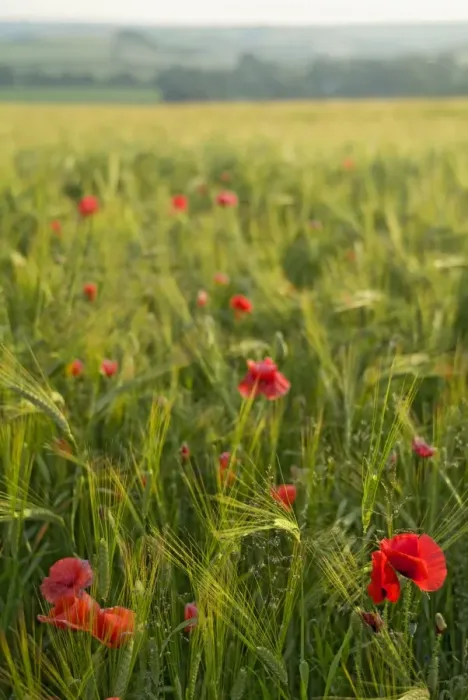 Framed Print : Poppies in green barley Framed Print : Poppies in green barley