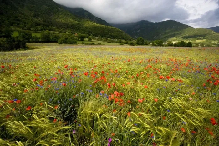 Framed Print : Poppies (Papaver rhoeas) and cornflowers (Centaurea cyanus) in a mountain cornfield, edge of Ecrins National Park, France Framed Print : Poppies (Papaver rhoeas) and cornflowers (Centaurea cyanus) in a mountain cornfield, edge of Ecrins National Park, France