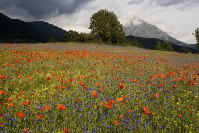 Framed Print : Poppies (Papaver rhoeas) and cornflowers (Centaurea cyanus) in a mountain cornfield, edge of Ecrins National Park, France Framed Print : Poppies (Papaver rhoeas) and cornflowers (Centaurea cyanus) in a mountain cornfield, edge of Ecrins National Park, France