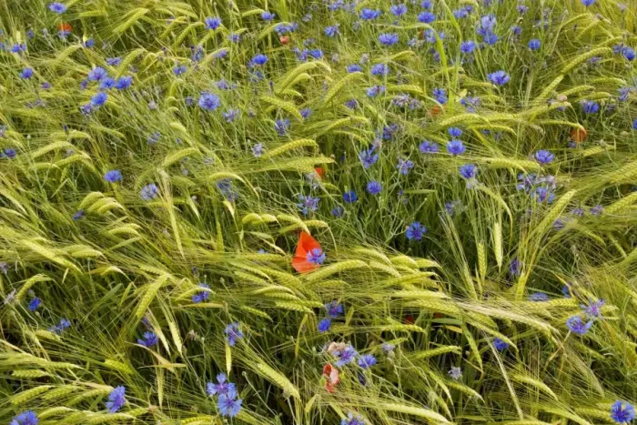 Framed Print : Poppies (Papaver rhoeas) and cornflowers (Centaurea cyanus) in a mountain cornfield, edge of Ecrins National Park, France Framed Print : Poppies (Papaver rhoeas) and cornflowers (Centaurea cyanus) in a mountain cornfield, edge of Ecrins National Park, France