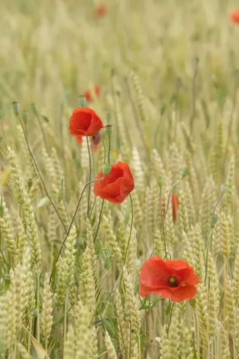 Framed Print : Poppies - in wheat field Framed Print : Poppies - in wheat field