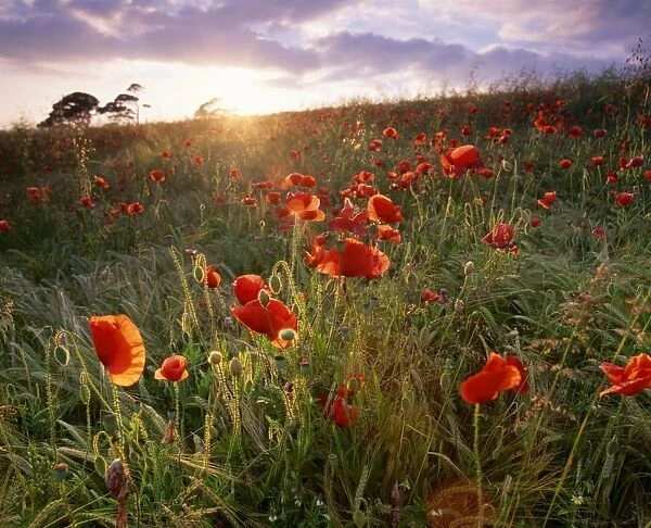 Poppies - in wheat field, backlit. UK