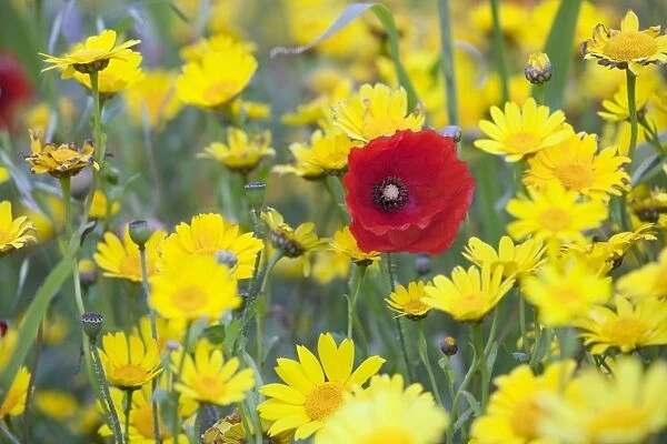 Poppy - with Corn Marigolds (Chrysanthemum segetum) - summer - Cornwall - UK