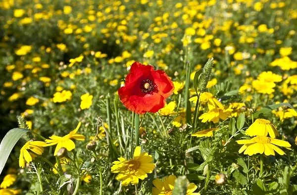 Poppy - in a field of Crown Daisy's (Chrysanthemum coronarium) - Mandria - Cyprus - April