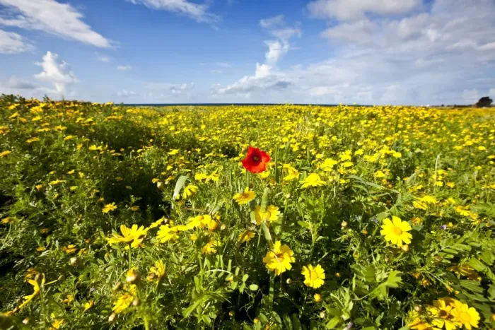 Framed Print : Poppy - in a field of Crown Daisy's (Chrysanthemum coronarium) - Mandria - Cyprus - April Framed Print : Poppy - in a field of Crown Daisy's (Chrysanthemum coronarium) - Mandria - Cyprus - April