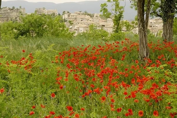 Poppy field - Luberon - Provence - France