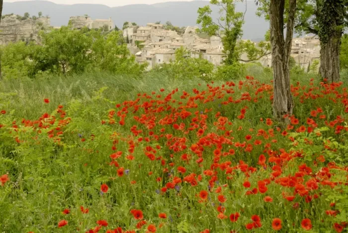 Framed Print : Poppy field - Luberon - Provence - France Framed Print : Poppy field - Luberon - Provence - France