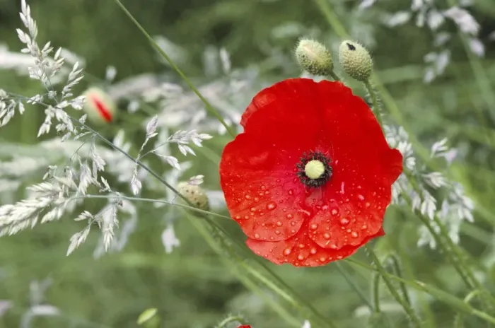 Framed Print : Poppy - after rain Framed Print : Poppy - after rain