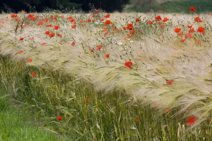 Framed Print : Poppys - in cereals Framed Print : Poppys - in cereals