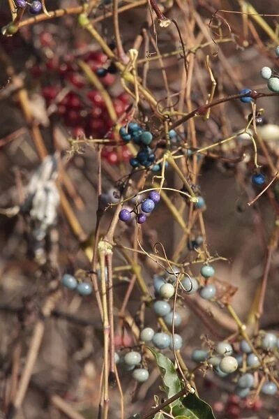 Porcelain Berry - perennial vine that is an ECOLOGICAL THREAT and is a vigorous invader of open and wooded habitats in northeastern and eastern North America - USA