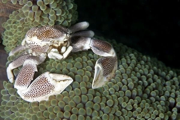 Porcelain Crab - on the Anemone Coral - Indonesia
