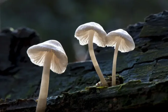 Framed Print : Porcelain Fungus - Nap Wood Nature Reserve, East Sussex. November. Habitat - on trunks of beech - often high up and in clusters. Edible Framed Print : Porcelain Fungus - Nap Wood Nature Reserve, East Sussex. November. Habitat - on trunks of beech - often high up and in clusters. Edible