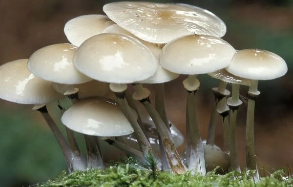 Porcelain Fungus - The Netherlands. Gelderland, Veluwe