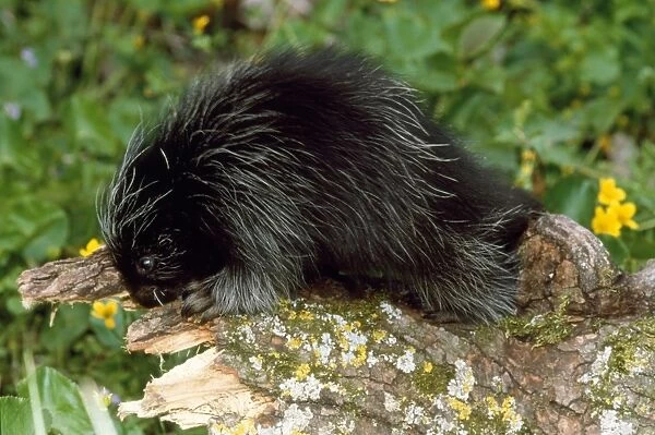 Porcupine - baby north eastern U. S. A